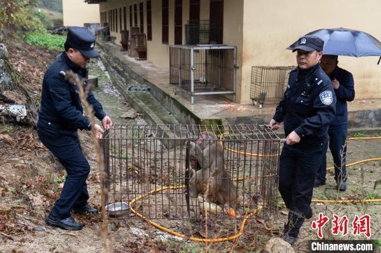 民警在犯罪嫌疑人家中查获活体野生猕猴。王鹏程摄