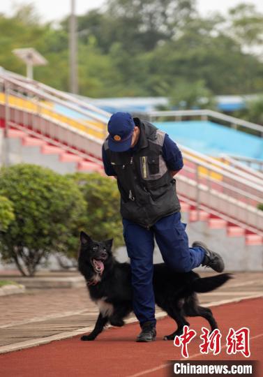 湖北武汉|直击武汉搜救犬训练：玩转“十八般武艺”