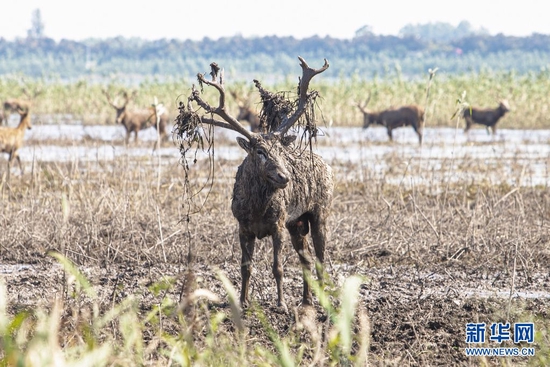 图为石首国家级麋鹿自然保护区内的麋鹿。新华网 李晓笛 摄