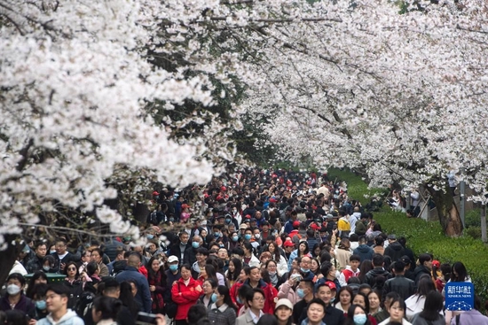 3月18日，武汉大学举行抗疫医护赏樱专场，来自全国各地的1.6万余名抗疫医护人员及家属赴约赏樱。新华社记者 肖艺九 摄