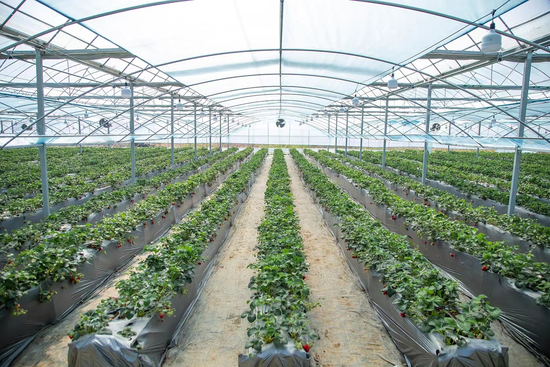 刘湾村草莓种植基地(黄陂区委宣传部 供图)