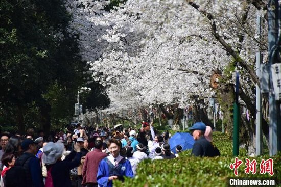 武汉大学樱花树下人潮涌动。　马芙蓉 摄