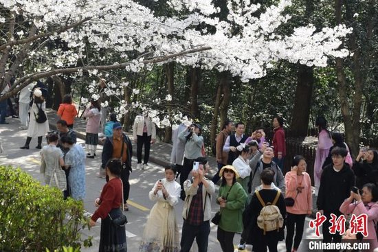 游客在武汉大学校内欣赏樱花。 马芙蓉 摄
