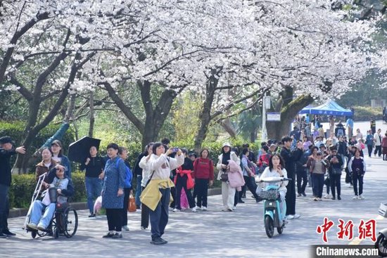 游客在武汉大学行政楼附近赏樱。　马芙蓉 摄