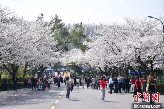 武汉大学樱花连片绽放。　马芙蓉 摄