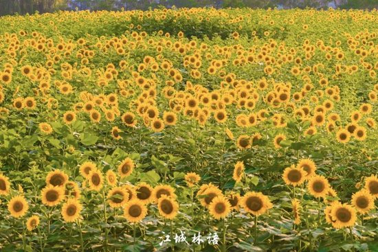 ⊙洪山区沙湖大道与罗家港路交会处向日葵花海 　　陈冬青 摄