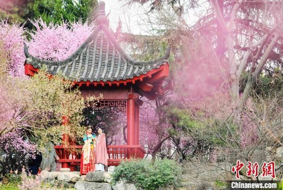 游客在武漢東湖梅園內(nèi)拍照。(資料圖)鄭子顏攝