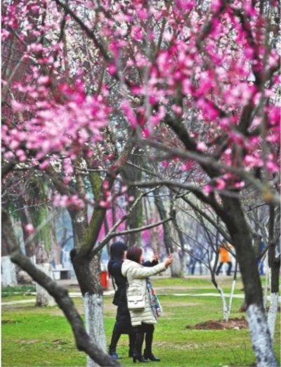 青山公园,两位女士在梅花树下自拍,怡然自乐记者李永刚 摄