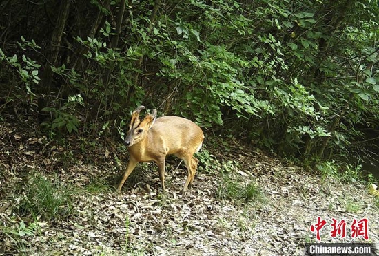 保护区内发现的小麂（资料图） 湖北漳河源自然保护区管理处提供