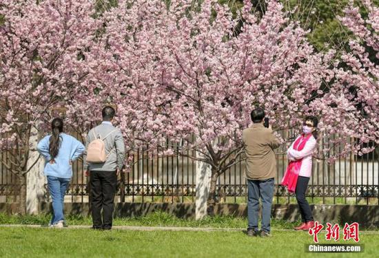2月19日，随着气温上升，武汉大学图书馆附近一片樱花开放。众多游客围站在数棵樱花树旁，拍照留念。图为游客在盛开的樱花下留影。张畅 摄
