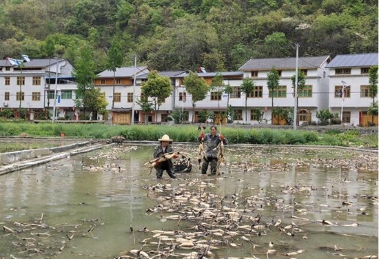 图为藕农在基地起挖藕种。孙英明 摄