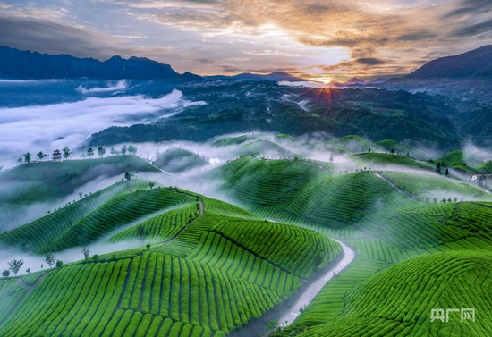 绿色产业&nbsp;氤氲茶园（央广网发&nbsp;恩施州委宣传部供图）