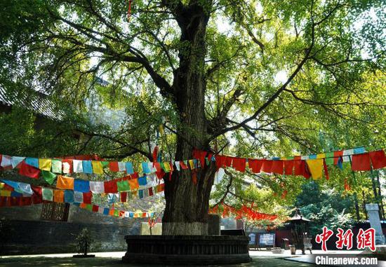 襄阳最名贵的古树为1504年的银杏,位于襄城区广德寺多宝佛塔东南侧(资料图) 襄阳市自然资源和规划局提供