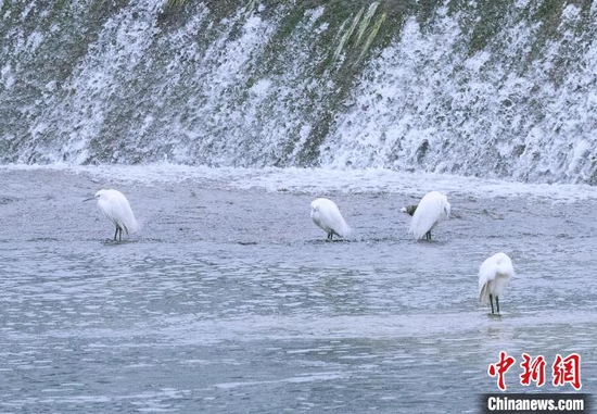 白鹭在三峡库区香溪河中觅食栖息 袁选国 摄