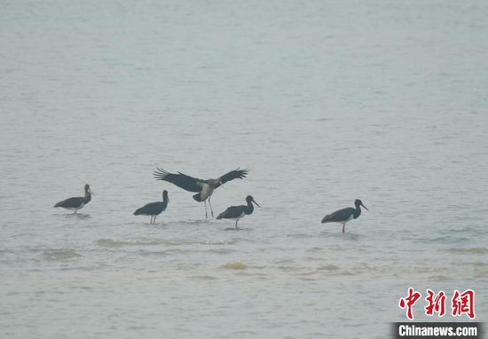  1月10日在襄阳汉江国家湿地公园沙洲上拍摄到的黑鹳　冯德金　摄