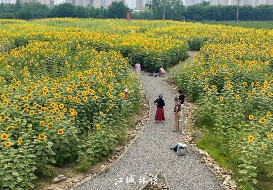 ⊙碎石小径蜿蜒穿过花海，市民穿行其中 &nbsp;武汉多多 摄