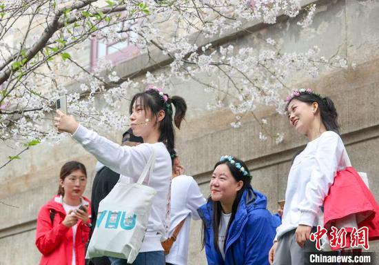 图为医护人员们在樱花树下拍照 张畅 摄
