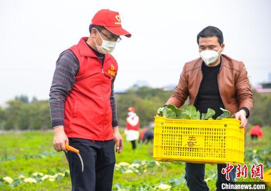 图为志愿者帮忙收割蔬菜。　徐紫娟　摄