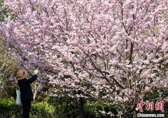 图为近日武汉大学的早樱相继开放（资料图） 张畅 摄