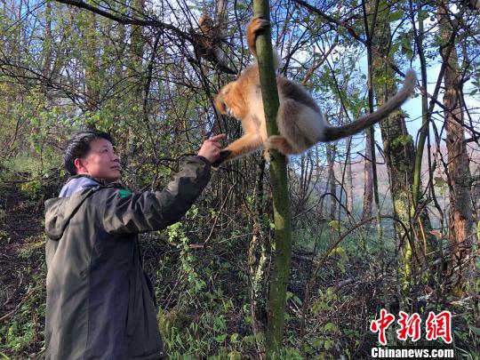 金丝猴与科研人员“打招呼”　郭晓莹　摄