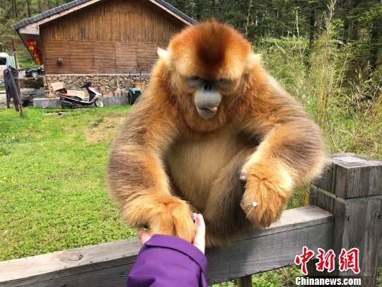 金丝猴向人讨要食物　郭晓莹　摄