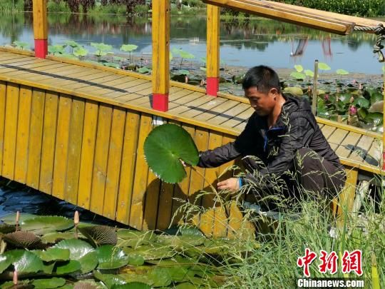 梁智博在贵子湖查看水生植物的生长情况 受访者供图