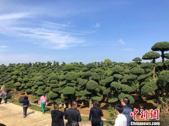 海外华文媒体代表在“对节白蜡艺术小镇”参观　郭晓莹　摄