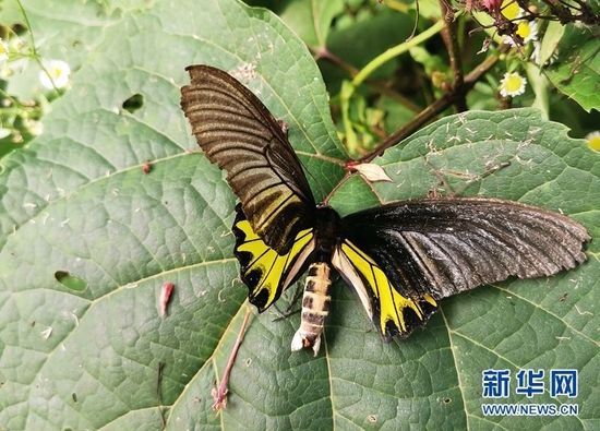 图为在漳河源省级自然保护区拍摄到的金裳凤蝶。 新华网发 熊明银摄