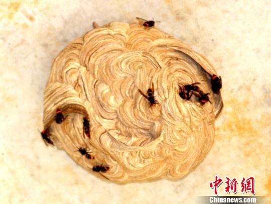 工地现足球大小马蜂窝。孝感消防供图