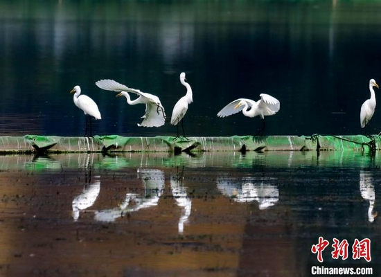 图为白鹭在武汉市沙湖公园水面栖息。赵军 摄
