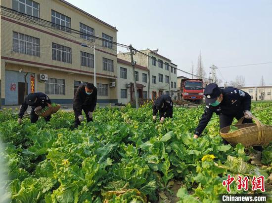 民警志愿者与村民一道抢摘时令蔬菜　胡传林　摄