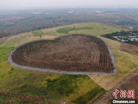 航拍襄阳鱼梁洲环岛景观带抗疫纪念林绿化项目 杨东 摄