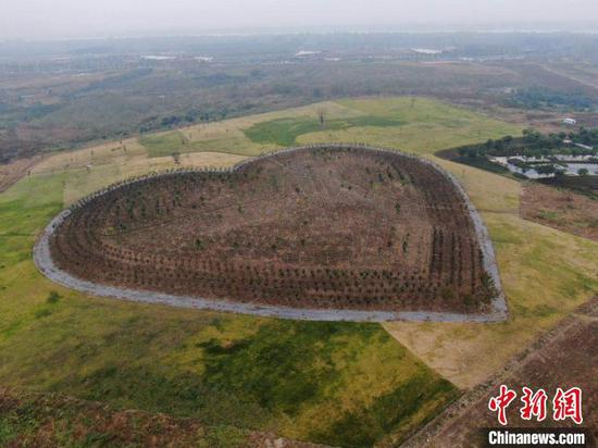 航拍襄阳鱼梁洲环岛景观带抗疫纪念林绿化项目　杨东　摄