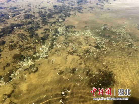 水域鱼类大量死亡