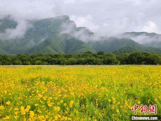 神农架大九湖菊花盛开遍地金黄。（拍摄于7月20日）　大九湖镇政府供图