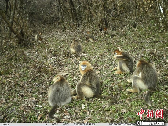 湖北巴东金丝猴国家级自然保护区内金丝猴数量呈逐年上升趋势（资料图）  湖北巴东金丝猴国家级自然保护区 供图