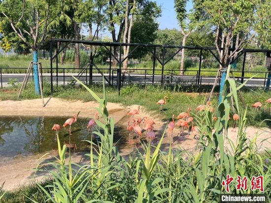 武汉动物园完成改造升级 动物住进“精装房”
