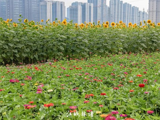 ⊙向日葵花海旁百日菊正值盛花期 武汉多多 摄