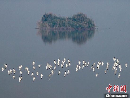 武汉沉湖湿地迎来大批越冬候鸟。(资料图)张畅摄