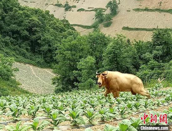 　竹山县柳林乡三和村发现的羚牛。竹山野保站供图