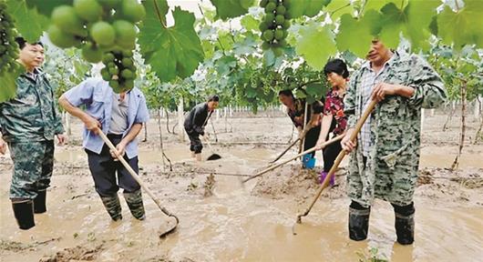 图为：巴东县官渡口镇西溪坝村葡萄种植户积极救灾