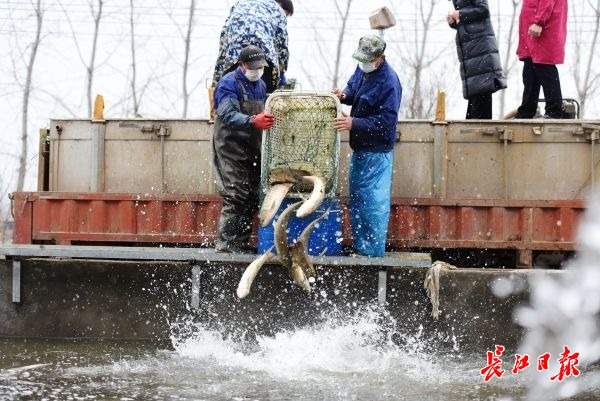 确保市民吃到放心鱼，蔡甸区养殖企业先取样送检，检测合格才能下塘捕捞　通讯员孙克亮 摄