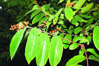 神农架特有植物小勾儿茶