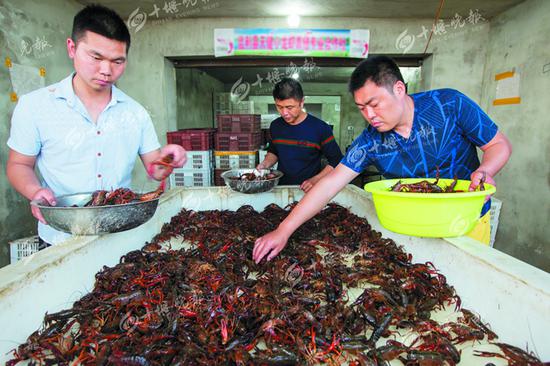 在监利县小龙虾合作社分拣台上，工作人员正按小龙虾大小进行挑选。