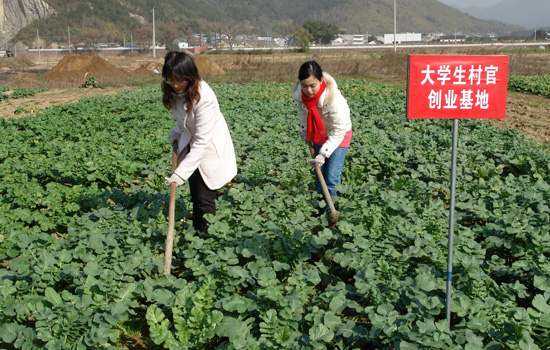 湖北省今年选聘2000名大学生村官 9日起网上