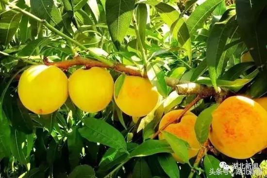 三湖黄桃营养十分丰富，甜多酸少，味道独特，产品有“甜、大、圆、黄、香”等特色。