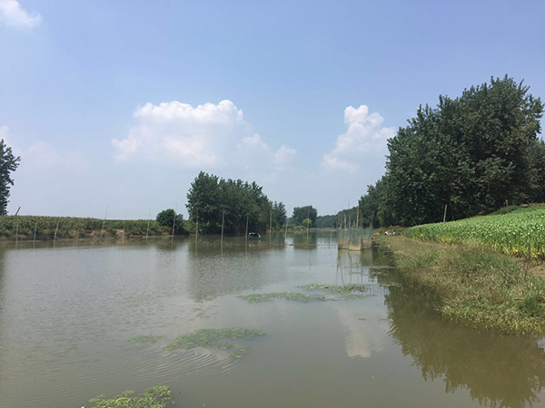 林华蓉从河对岸的杨树下投河。 本文图均为 澎湃新闻实习生 万嘉琳 图