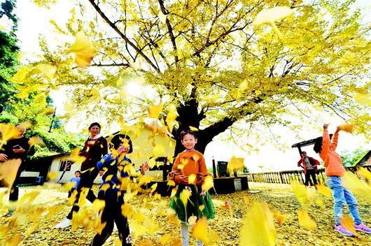 图为:美丽乡村,承载乡愁。金秋时节,保康县官山茶场院内的国家一级保护植物——官山古银杏,落叶纷飞,地面铺上“黄金毯”,众多游客和摄影爱好者慕名而来。 (视界网 杨韬 摄)
