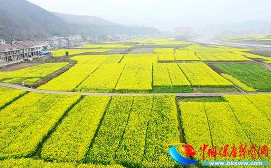 保康县马良镇陈家湾村油菜花