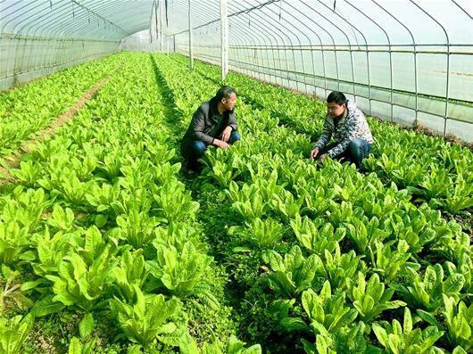 提高新型職業(yè)農(nóng)民增收能力